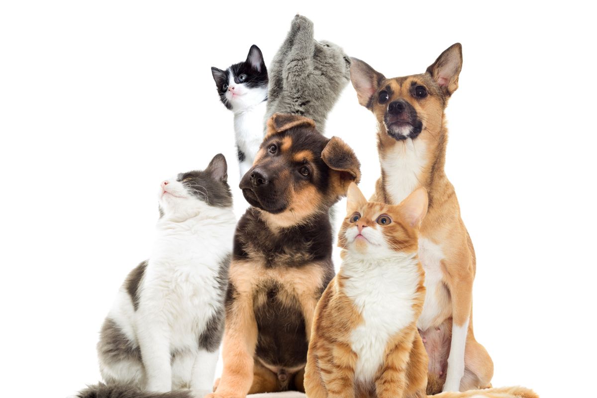 Website Image Size (8)